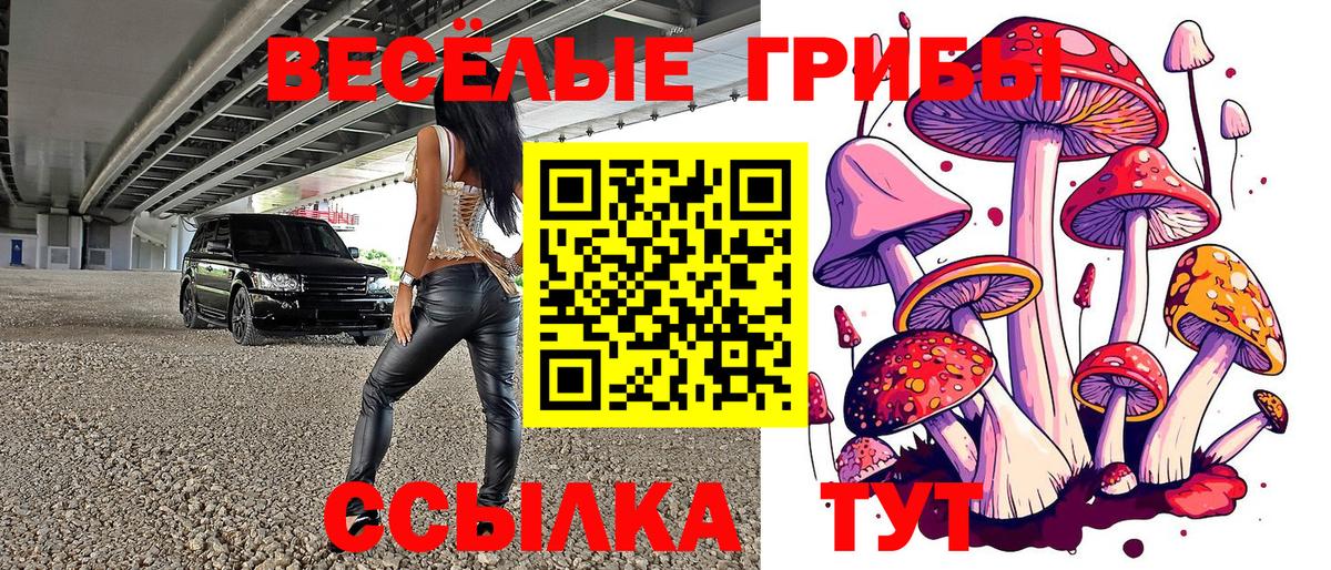 Псилоцибиновые грибы Cubensis Котовск